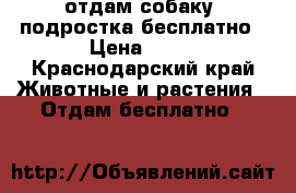 отдам собаку- подростка бесплатно › Цена ­ 20 - Краснодарский край Животные и растения » Отдам бесплатно   